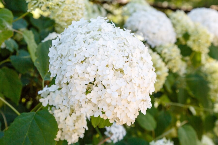 Hortensja drzewiasta