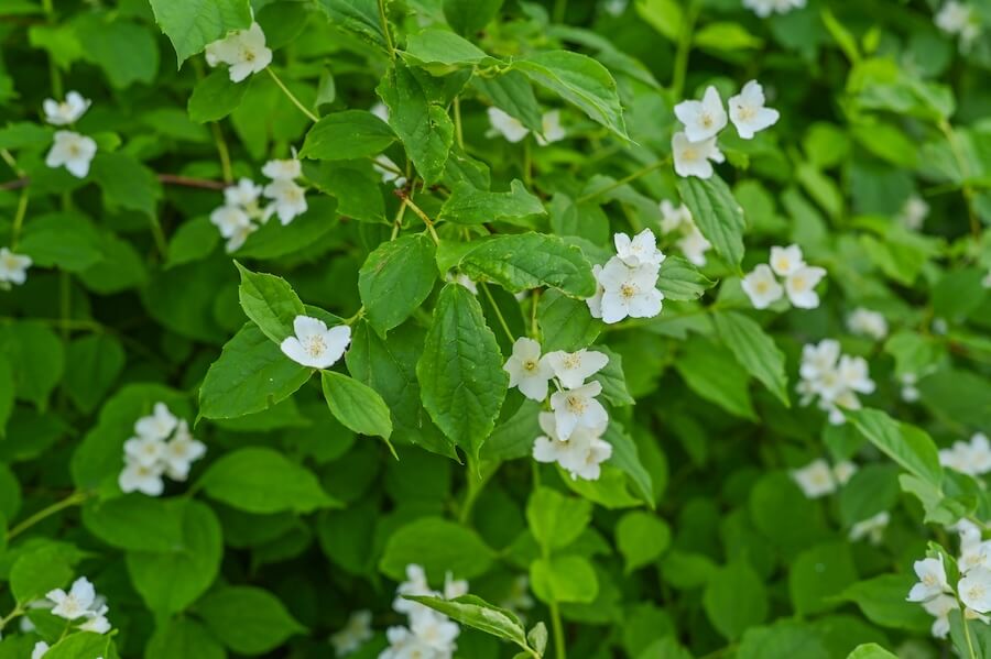 Jaśminowiec drobnolistny