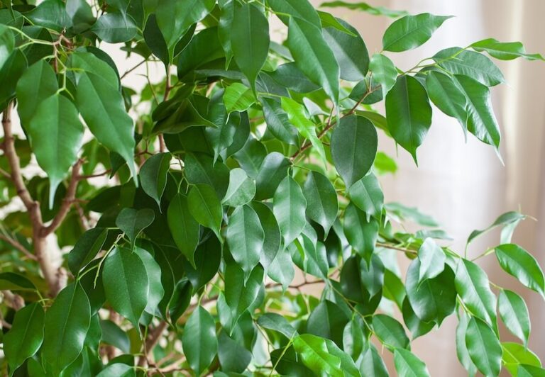 Liście fikusa benjamina z bliska