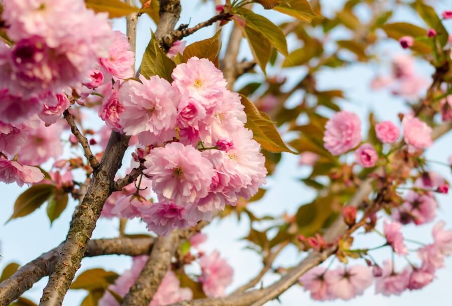 Migdałek trójklapowy