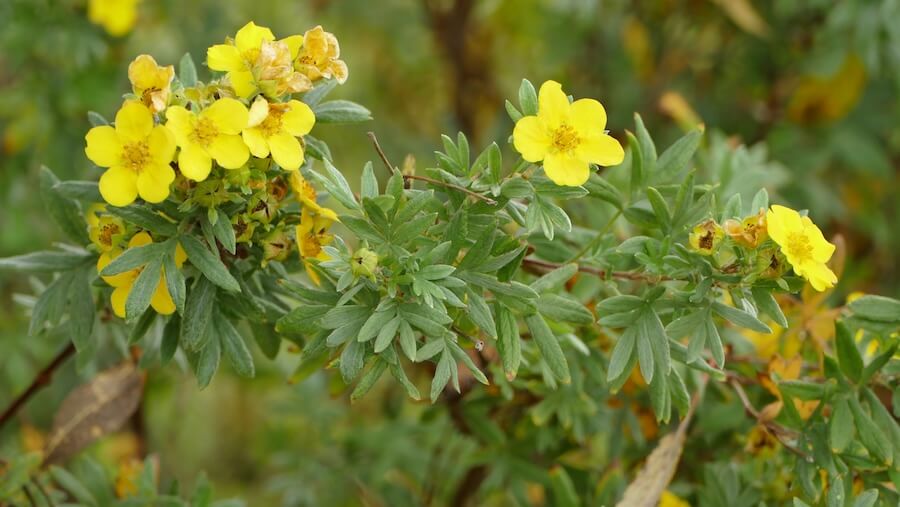 Pięciornik krzewiasty