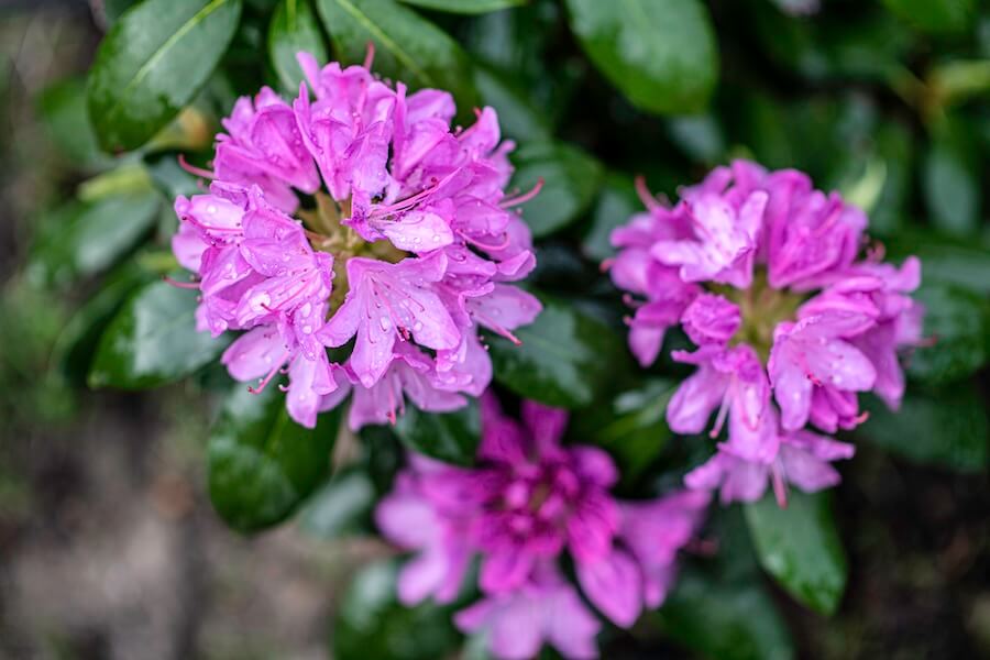 Rododendron wielkokwiatowy