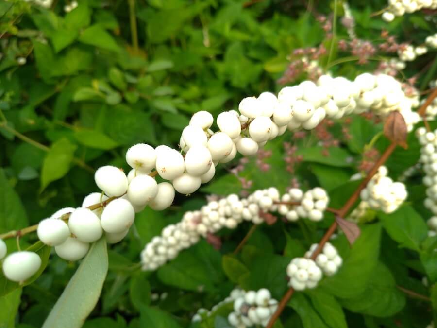 Śnieguliczka biała