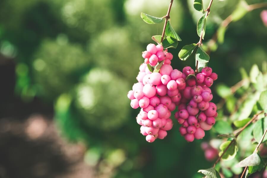 Śnieguliczka Chenaulta