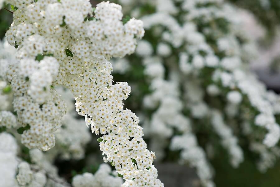 Tawuła van Houtte’a