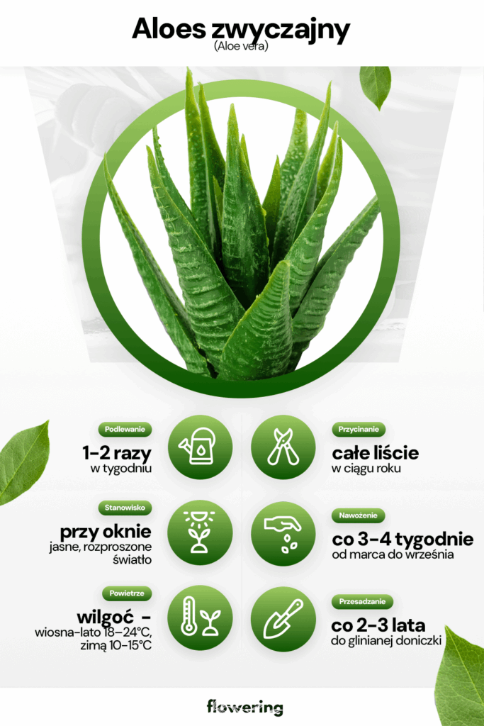 Grafika prezentująca sposób pielęgnacji i uprawy aloesu