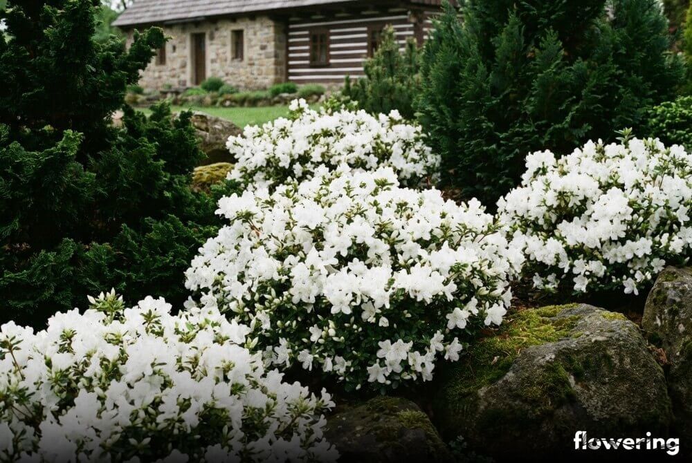 Azalia japońska 'Eisprinzessin' o pełnych śnieżnobiałych kwiatach na tle iglaków, dom widoczny w oddali