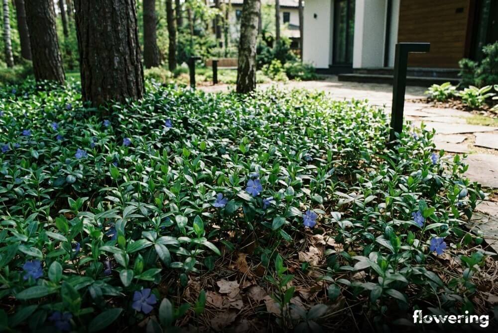 Barwinek pospolity tworzący gęsty zielony dywan pod drzewami w ogrodzie, z domem w tle