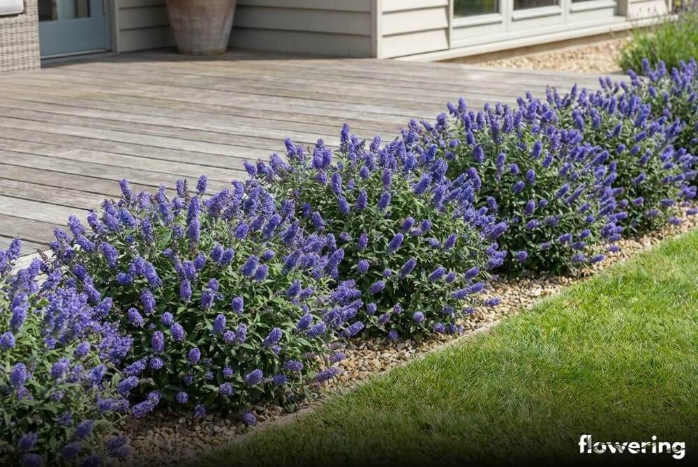 Budleja 'Blue Chip' jako niskie, zwarte krzewy z niebiesko-fioletowymi kwiatami przy tarasie