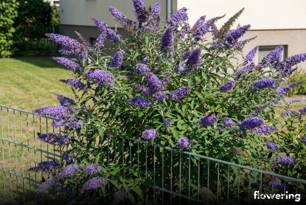 Budleja Dawida 'Empire Blue' z niebiesko-fioletowymi wiechami kwiatów przy ogrodzeniu domu