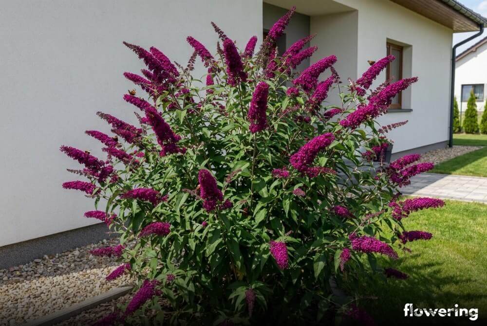 Budleja Dawida 'Royal Red' z purpurowo-czerwonymi kwiatostanami jako soliter przy domu