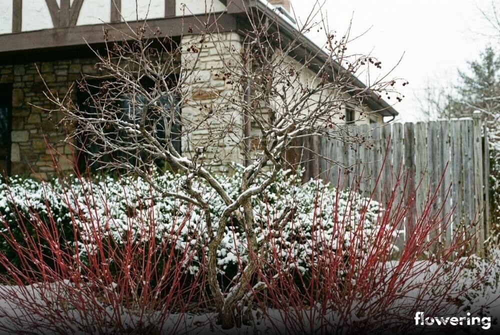 Krzew czeremchy przy domu z niższymi krzewami derenia o czerwonych pędach tworzącymi zimowe dolne piętro kompozycji