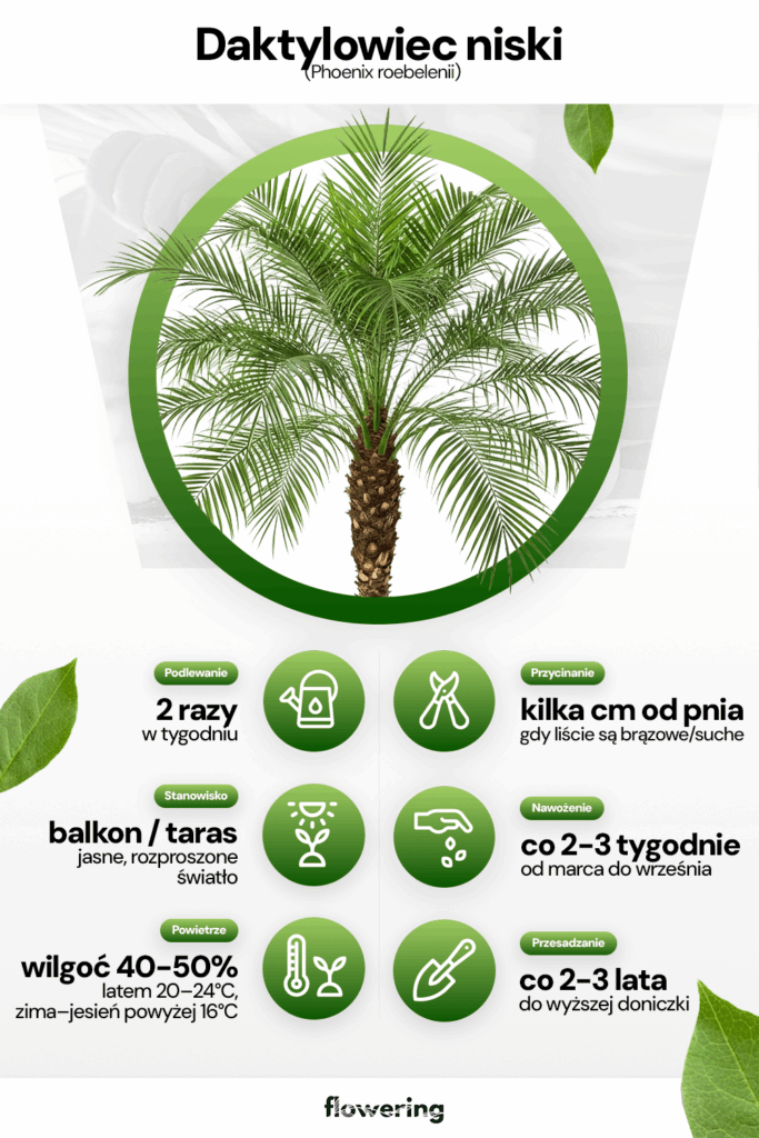 Grafika prezentująca wytyczne i parametry odnośnie pielęgnacji i uprawy rośliny jaką jest daktylowiec niski