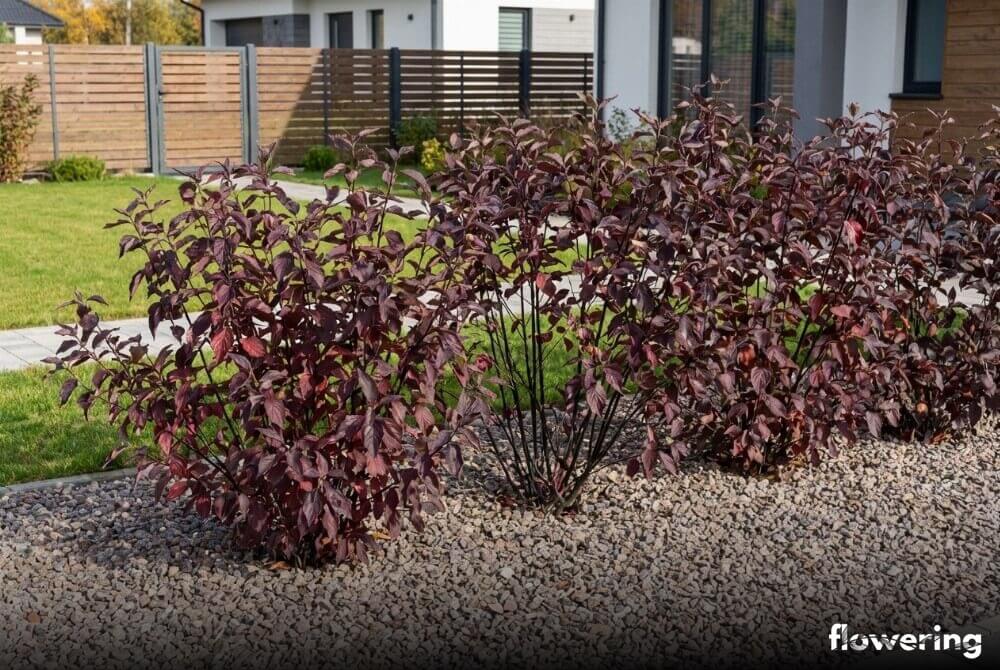 Dereń biały 'Kesselringii' z ciemnymi pędami i fioletowo przebarwionymi liśćmi przy ścieżce domu