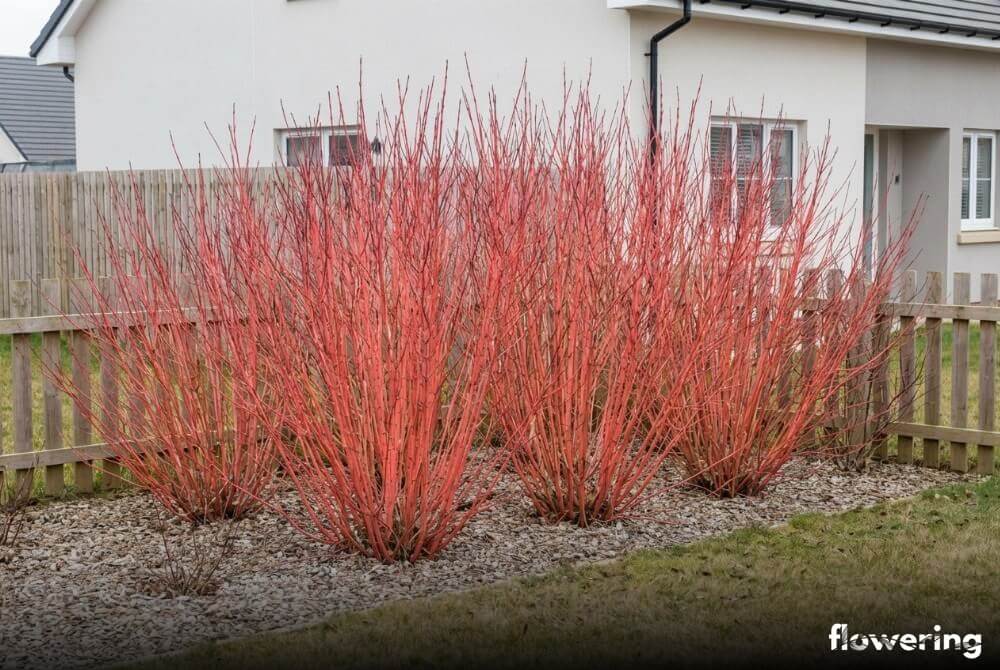 Dereń biały 'Sibirica' zimą z jaskrawo czerwonymi pędami w grupie przy domu