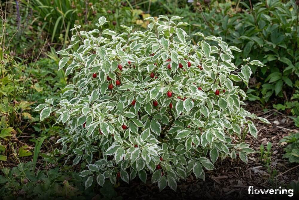Dereń jadalny 'Variegata' w donicy z pstrymi liśćmi z białym marginesem i czerwonymi owocami