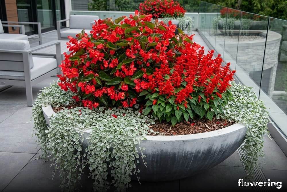 Donica w stylu „Fire & Ice” z czerwoną begonią, szałwią i srebrzystą dichondrą na tarasie