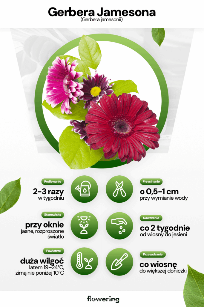Grafika prezentująca wytyczne i parametry odnośnie pielęgnacji i uprawy rośliny jaką jest gerbera jamesona