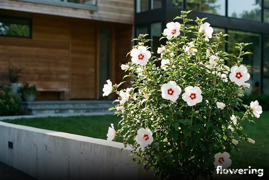 Ketmia syryjska 'Red Heart' o białych kwiatach z czerwonym środkiem w rabacie przy domu