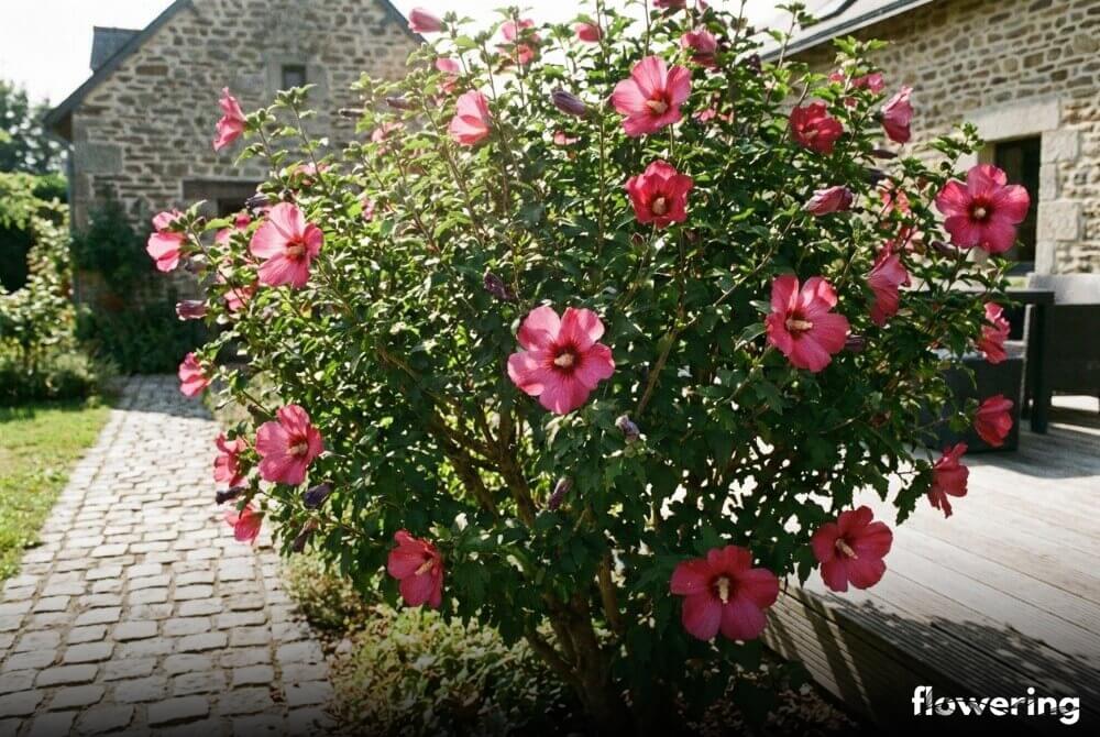 Ketmia syryjska 'Woodbridge' o dużych rubinoworóżowych kwiatach rosnąca przy ścieżce ogrodowej