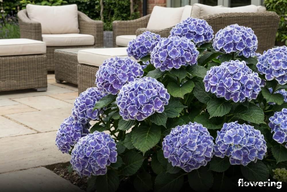 Hortensja ogrodowa 'Bavaria' o granatowo-fioletowych kwiatach z białą obwódką przy tarasie domu