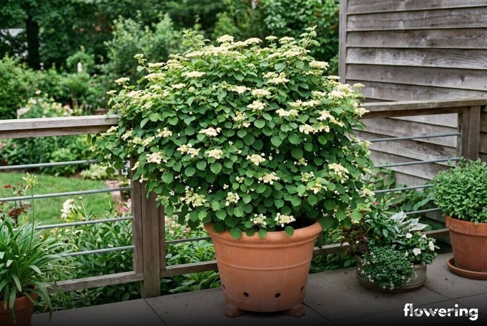 Karłowa hortensja pnąca 'Cordifolia' obficie kwitnąca w dużej donicy na tarasie przy domu