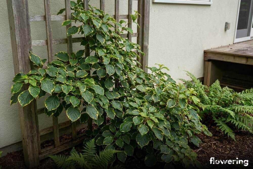 Hortensja pnąca 'Mirranda' o dwubarwnych liściach rosnąca przy jasnej ścianie domu na półcienistej rabacie