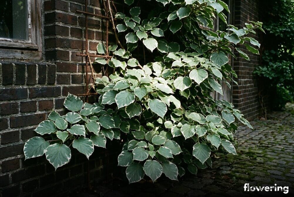 Hortensja pnąca 'Silver Lining' o srebrzyście obrzeżonych liściach przy ciemnej ceglanej ścianie domu