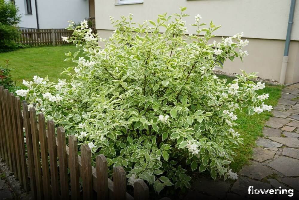 Jaśminowiec wonny 'Variegatus' jako pstry, jasno ulistniony krzew z białymi kwiatami przy domu