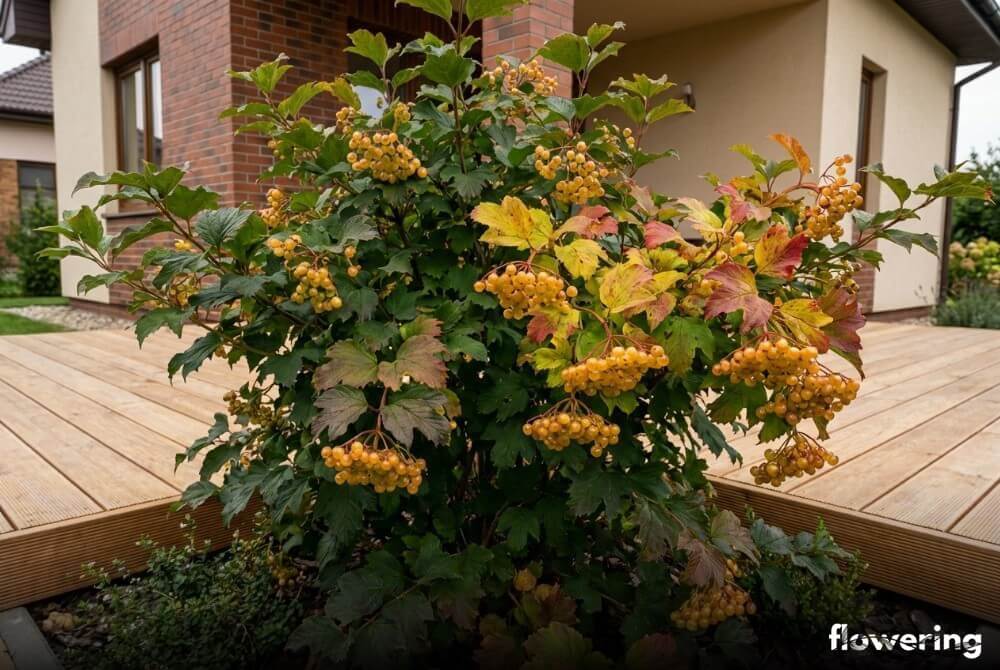 Kalina koralowa 'Xanthocarpum' z licznymi bursztynowo-żółtymi owocami na rabacie przy tarasie