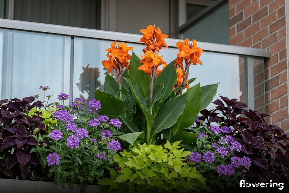 Kompozycja balkonowa z kanną 'Cannova Orange Shades', limonkowym wilcem ziemniaczanym oraz fioletową werbeną i koleusem w jednej dużej donicy