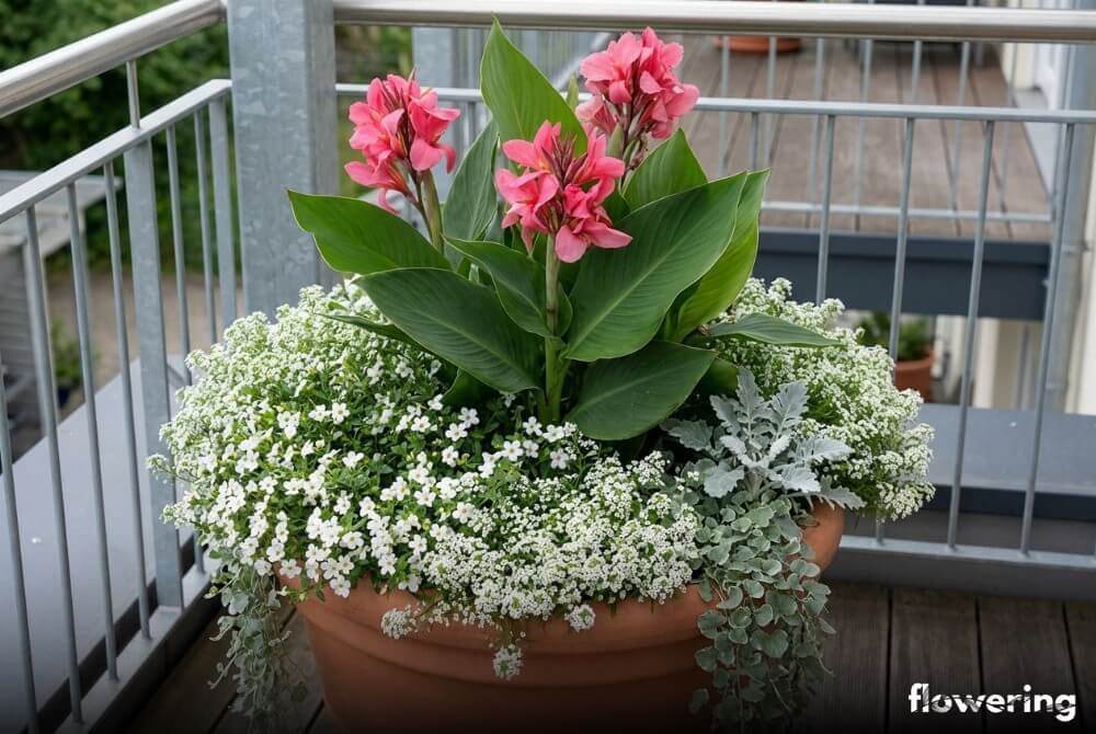 Romantyczna donica balkonowa z różową kanną, białą bakopą lub smagliczką oraz srebrzystą dichondrą lub starcem