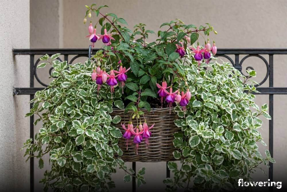 Wiszący kosz balkonowy z fuksją i kaskadą zwisających pędów komarzycy
