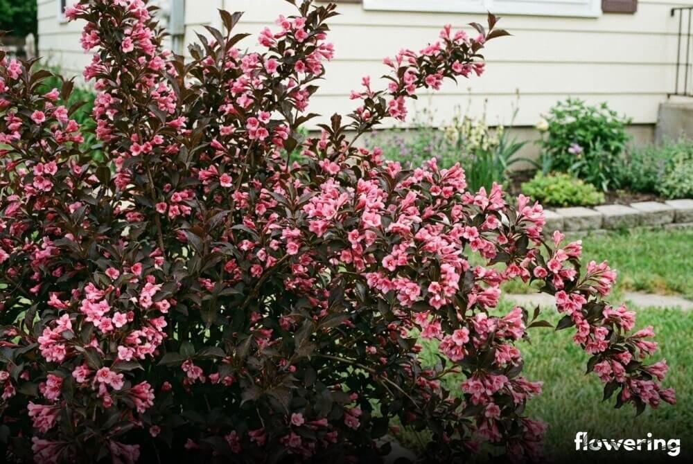 Krzewuszka 'Alexandra' o ciemnych liściach i różowych kwiatach w ogrodzie przy domu