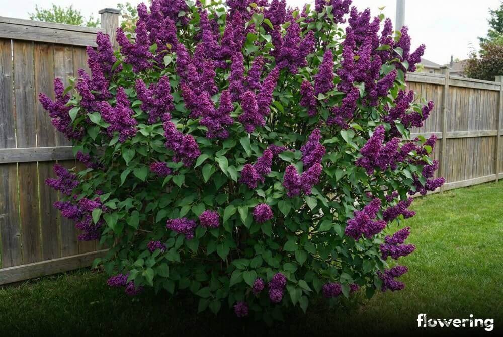Lilak pospolity 'Charles Joly' z pełnymi ciemnopurpurowymi kwiatostanami przy ogrodzeniu domu