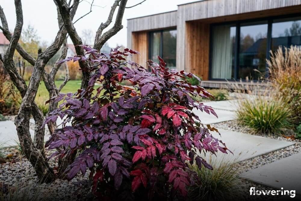 Mahonia pospolita 'Atropurpurea' z purpurowo-czerwonymi liśćmi na tle śniegu w ogrodzie, z domem w oddali