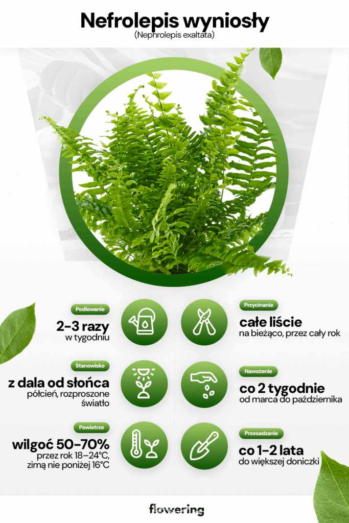 Grafika prezentująca wytyczne odnośnie uprawy i pielęgnacji rośliny Nefrolepis