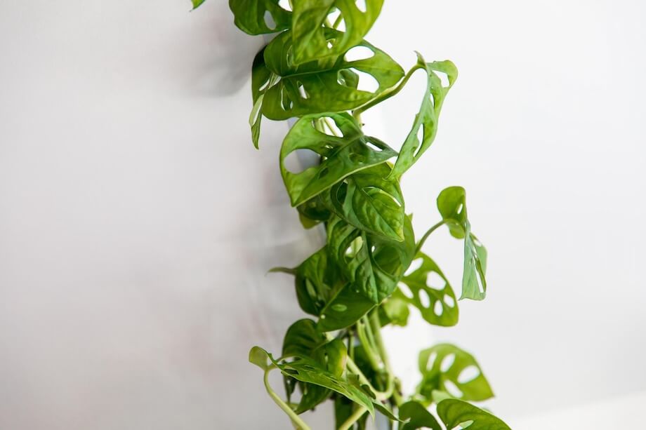 Liście zielonej rośliny pnącej