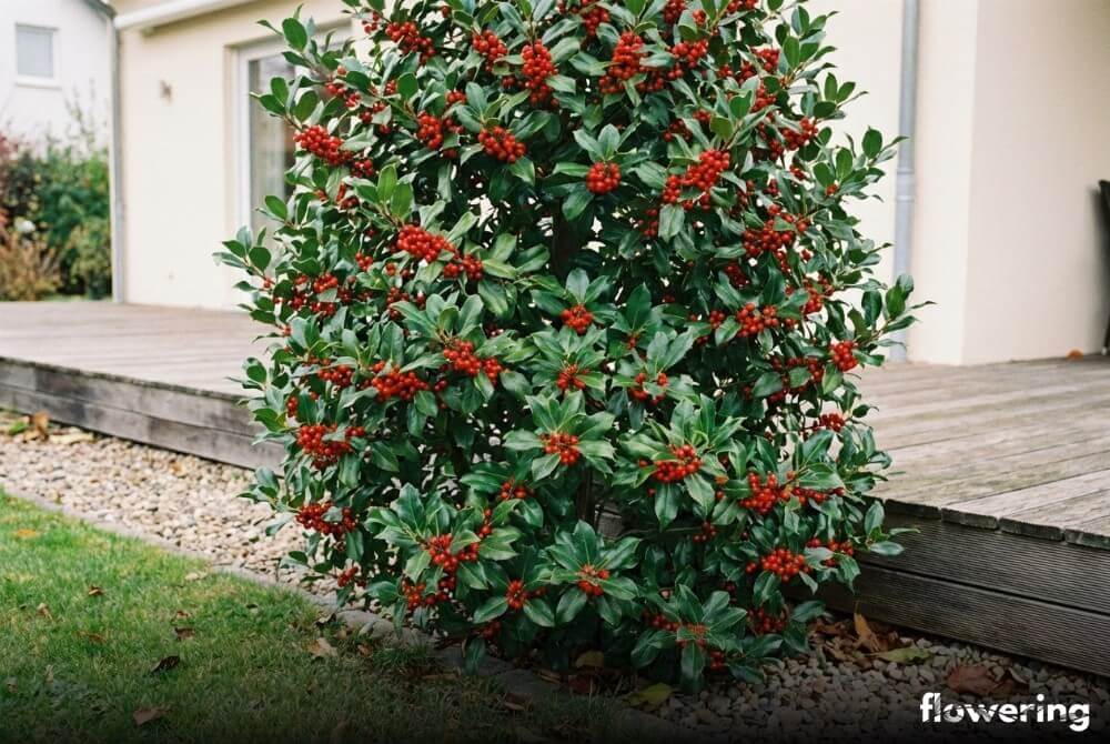 Ostrokrzew kolczasty 'J.C. van Tol' z gładkimi, niemal bezkolcowymi liśćmi i licznymi czerwonymi owocami przy tarasie domu