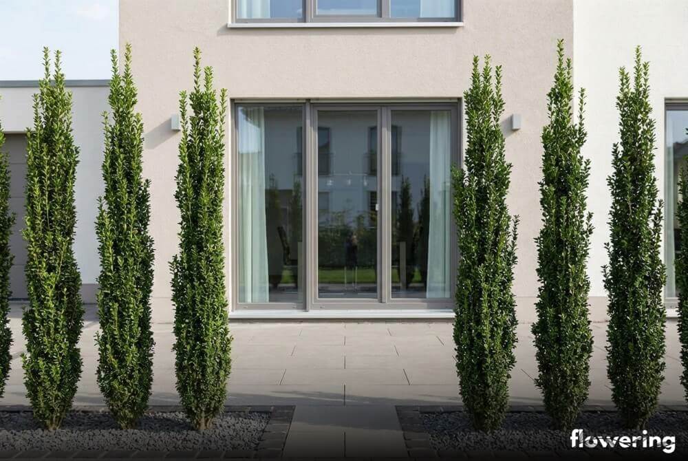 Ostrokrzew karbowanolistny 'Sky Pencil' jako smukłe kolumny przy wejściu na taras domu