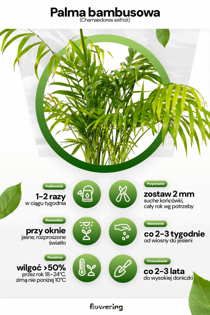 Grafika prezentująca wytyczne odnośnie uprawy i pielęgnacji palmy bambusowej