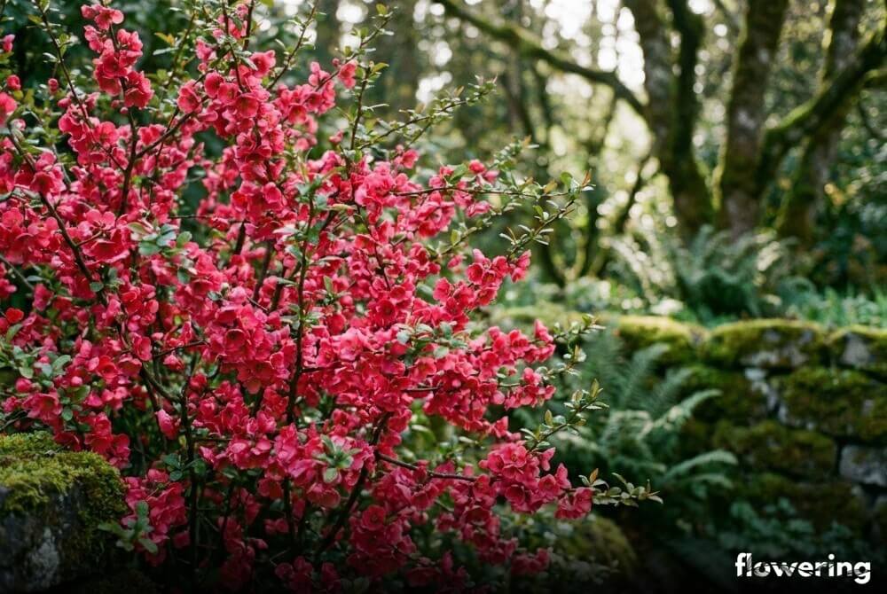 Obficie kwitnący pigwowiec 'Pink Lady' z dużymi, ciemnoróżowymi kwiatami w cienistym zakątku ogrodu