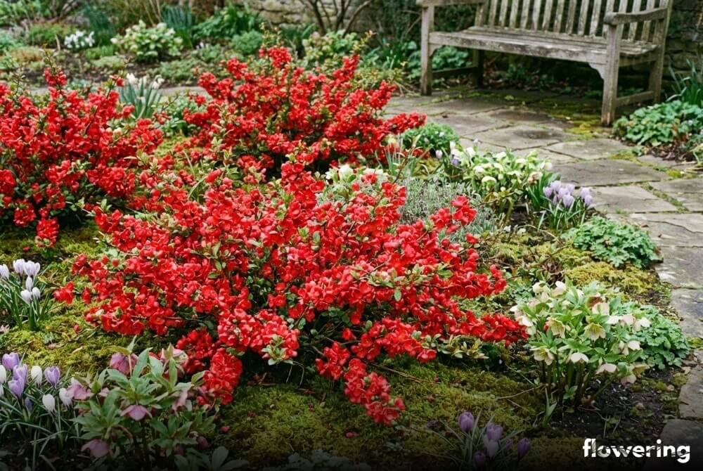 Płożące krzewy pigwowca 'Texas Scarlet' obsypane jaskrawoczerwonymi kwiatami na rabacie w ogrodzie