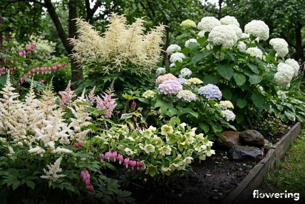 Rabata w cieniu z tawułkami, serduszkami, ciemiernikami, parzydłem i hortensjami w polskim ogrodzie