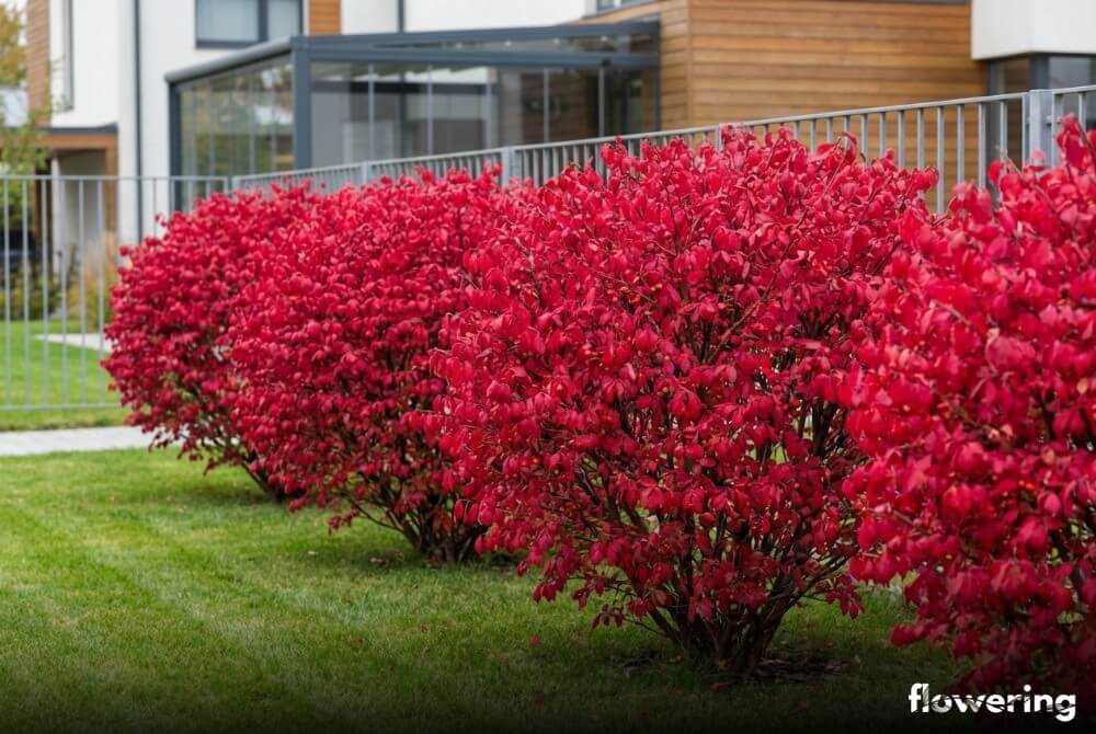 Trzmielina oskrzydlona 'Chicago Fire' tworząca czerwone, kuliste krzewy wzdłuż ogrodzenia