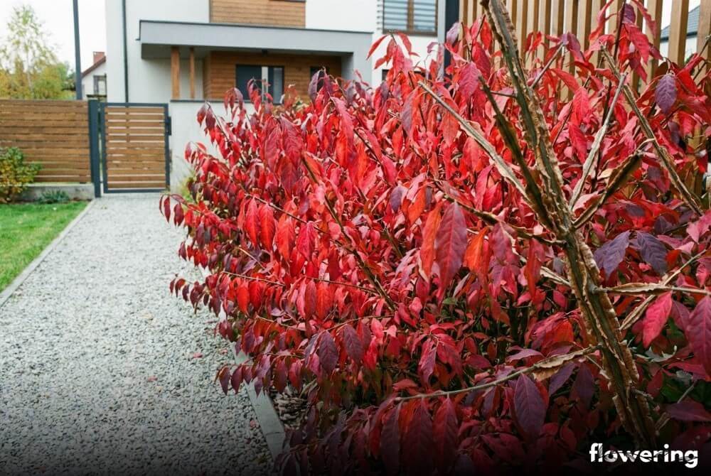 Trzmielina oskrzydlona 'Macrophyllus' z długimi liśćmi i mocnymi korkowymi listwami na pędach przy ścieżce