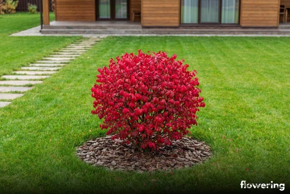 Jesienny soliter z trzmieliny oskrzydlonej jako czerwona kula na środku trawnika przy domu