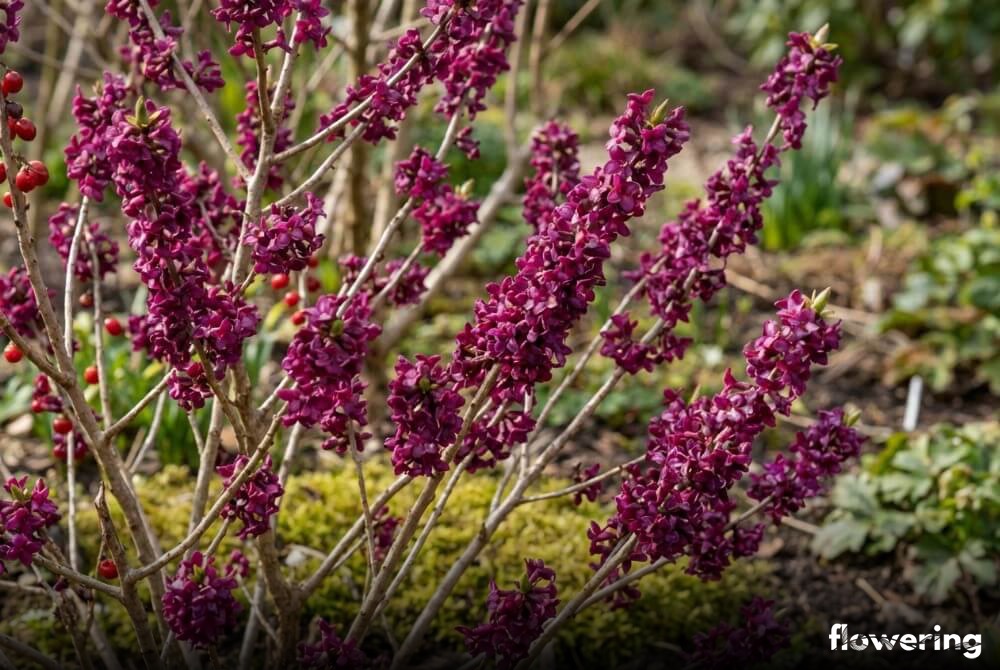 Wawrzynek wilczełyko 'Rubra' z obfitym kwitnieniem ciemnoróżowo-purpurowych kwiatów i krwistoczerwonymi owocami na tle ogrodu