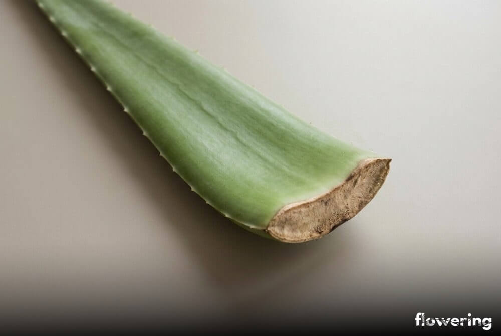 Liść aloesu z zaschniętą raną i widocznym kallusem, gotowy do kontaktu z podłożem