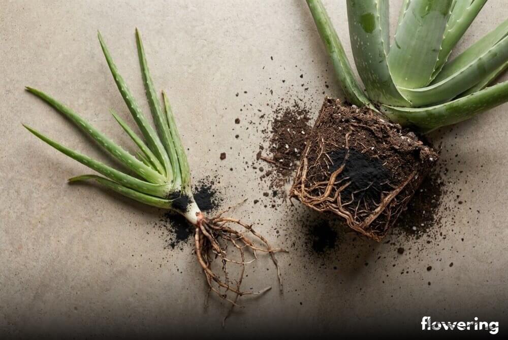 Oddzielony odrost aloesu z korzeniami oraz bryła korzeniowa rośliny matecznej z ranami posypanymi węglem aktywnym